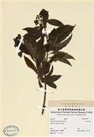 藏品(玉山假沙梨)的圖片